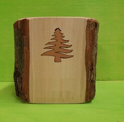 Tronchetto corteccia traforato albero